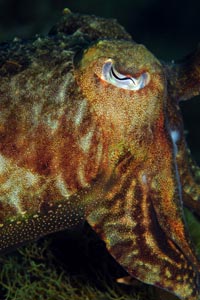SEPIA (Ludwig Migl). Nahaufnahme einer getarnten Tintenfischart im Ozean, die ihre strukturierte, fleckige braune Haut und ihr markantes, ausdrucksstarkes aber geschlossenes Auge zeigt.