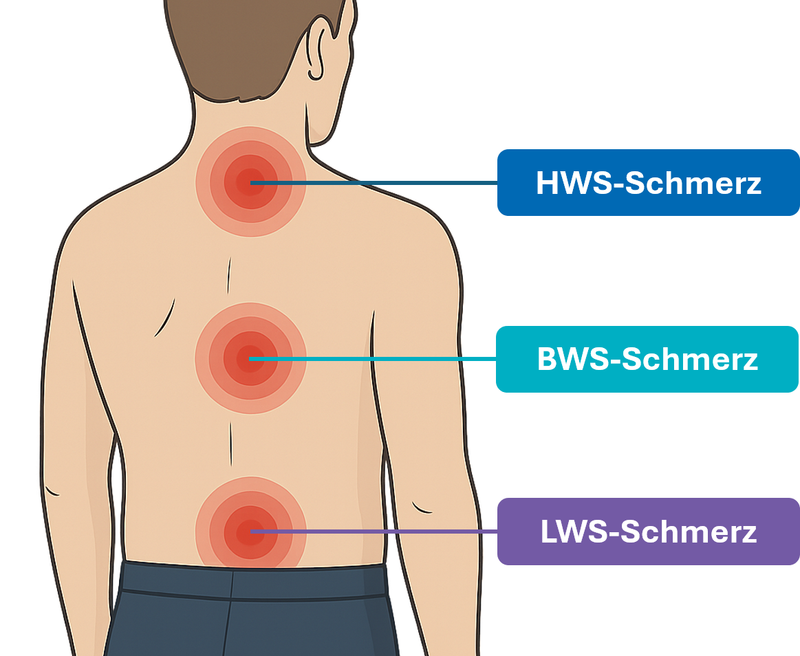Grafik eines Rückens mit den Orten für HWS-, BWS- und LWS-Schmerz als Teil von Rückenleiden, welche die Sana Rückenspezia-listen Berlin behandeln können.