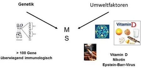 Abbildung 2: Entstehung der MS