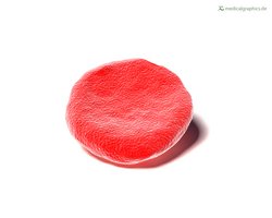 Rotes Blutkörperchen (Quelle: www.MedicalGraphics.de | Lizenz CC BY-ND 4.0 DE) Rotes Blutkörperchen (Quelle: www.MedicalGraphics.de | Lizenz CC BY-ND 4.0 DE)