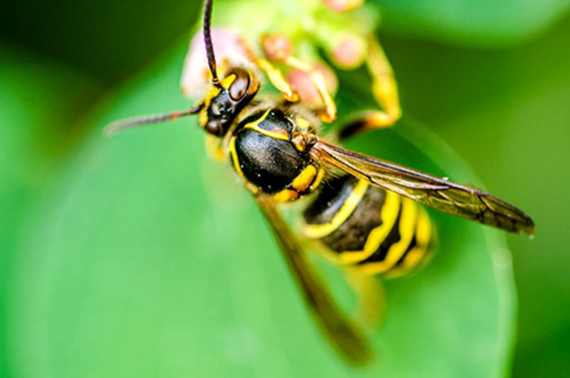 erste hilfe nach wespenstichen zwenkau sana kliniken ag