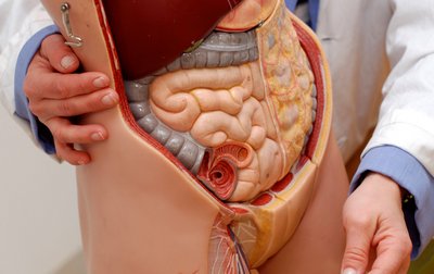 Anatomisches Modell des menschlichen Körpers