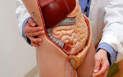 Anatomisches Modell des menschlichen Körpers