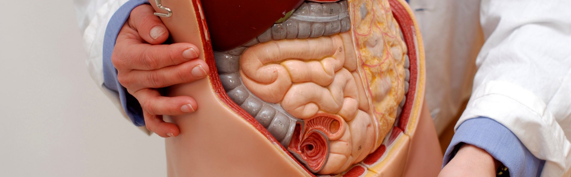 Anatomisches Modell des menschlichen Körpers