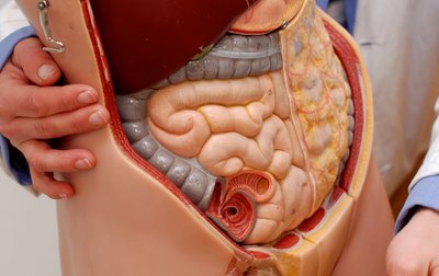Anatomisches Modell des menschlichen Körpers