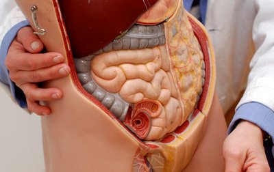 Anatomisches Modell des menschlichen Körpers