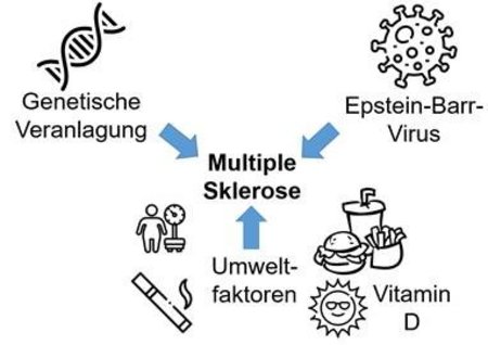 Abbildung 2: Entstehung der Multiplen Sklerose