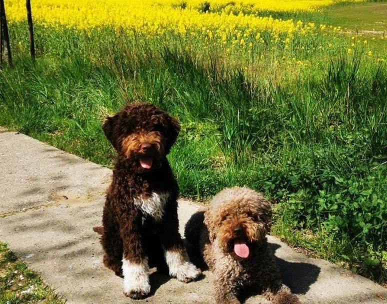 Die Besuchshunde des Hospizes präsentieren sich dem Fotografen.